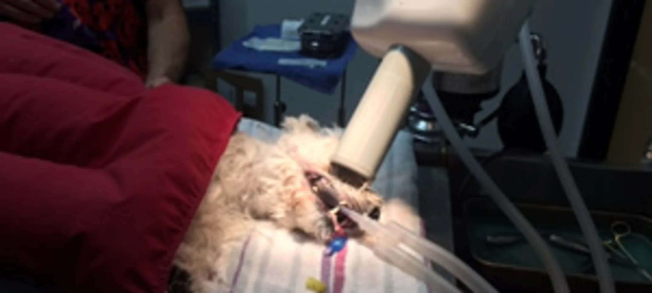 Dental Operation on Dog